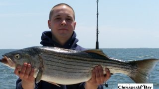 Chesapeake Bay Nice Rockfish 2 #42