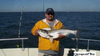 Chesapeake Bay Nice Rockfish 3 #18