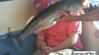 Chesapeake Bay Nice Rockfish 3 #13