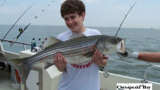 Chesapeake Bay Trophy Rockfish 2 #3