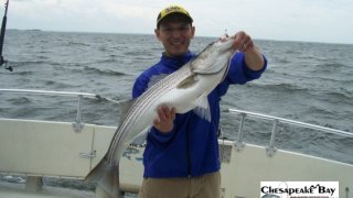 Chesapeake Bay Trophy Rockfish #9