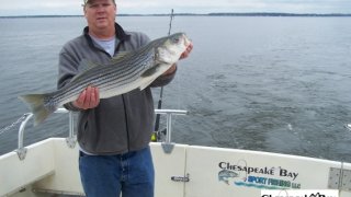 Chesapeake Bay Trophy Rockfish 4 #76