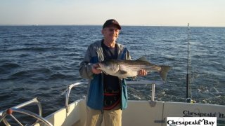 Chesapeake Bay Nice Rockfish 3 #14