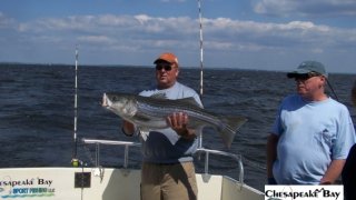 Chesapeake Bay Trophy Rockfish 3 #16