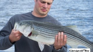 Chesapeake Bay Nice Rockfish 2 #20