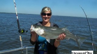 Chesapeake Bay Nice Rockfish 2 #35