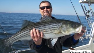 Chesapeake Bay Trophy Rockfish 4 #14