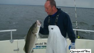 Chesapeake Bay Nice Rockfish 2 #34