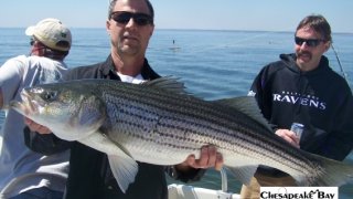 Chesapeake Bay Trophy Rockfish 4 #78