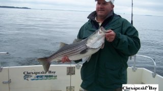 Chesapeake Bay Nice Rockfish 3 #31