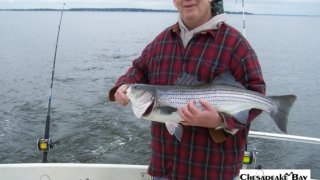 Chesapeake Bay Nice Rockfish 3 #33