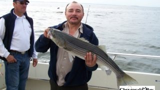 Chesapeake Bay Nice Rockfish #24