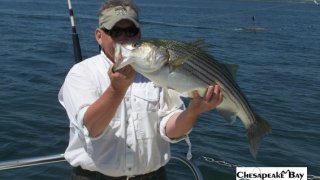 Chesapeake Bay Nice Rockfish 3 #17