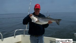 Chesapeake Bay Nice Rockfish 3 #24