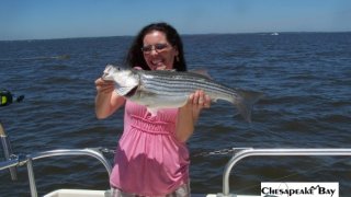 Chesapeake Bay Nice Rockfish 2 #41